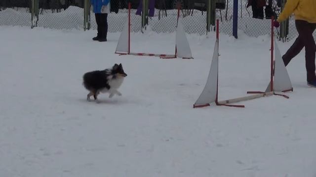 Д-1 Small - Воробьёва Наталья и шелти Аврора смотреть онлайн