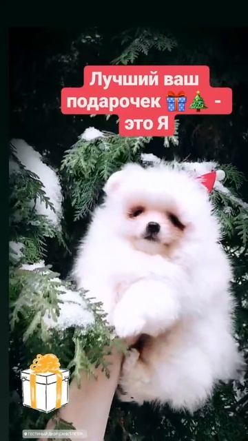 Шпицуля-гномик ждёт Новый год смотреть онлайн