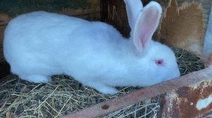 Цветы яблони такие ПРЕКРАСНЫЕ.. Крольчата растут ❤️ #кроликотерапия #bunny #кролики #милота #❤️