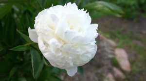 Пионы ЧАРИВНИК. CHARIVNYK -  Горобец, 2007