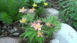 Анемона  (ветреница) Рыжая