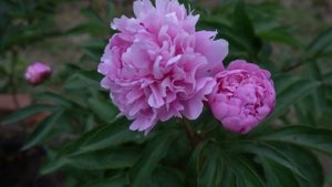 Пион ЯУЗА- Yauza (Краснова)