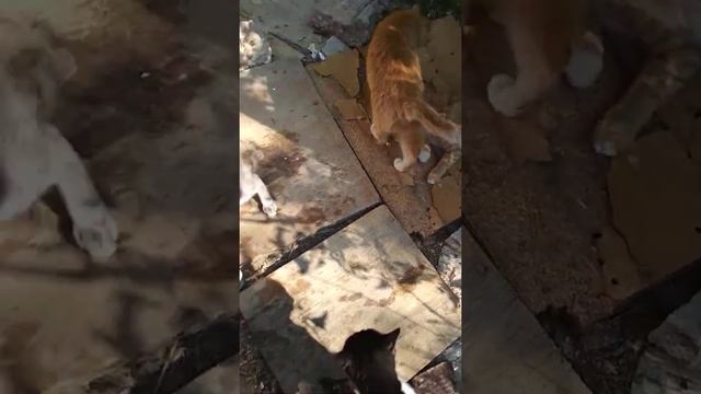 Моя кошачья столовая работает ежедневно, утром и вечером... В отличие от #Савелий Ад смотреть онлайн