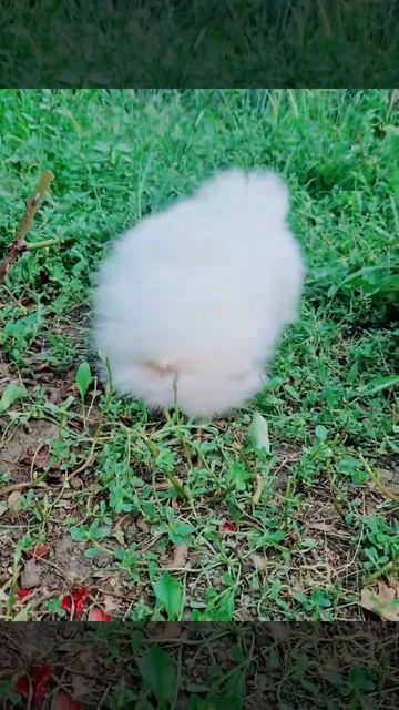 Вот такие замечательные детки в нашем питомнике !!! номер для связи +37368630369 вайбер.вот сап смотреть онлайн