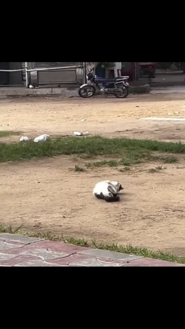 Котики (22) смотреть онлайн