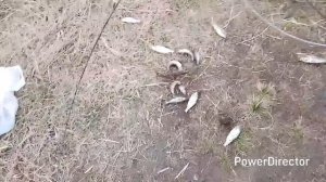 утром на удочку,вечером на паук.Рыба есть!