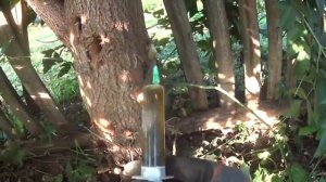 Как_навсегда_избавиться_от_любого_дерева_и_его_поросли_