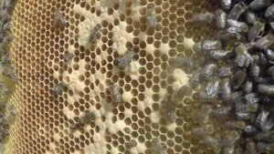 Вот так трутневеет семья, с плохой маткой, надо что-то делать 🧑🍳