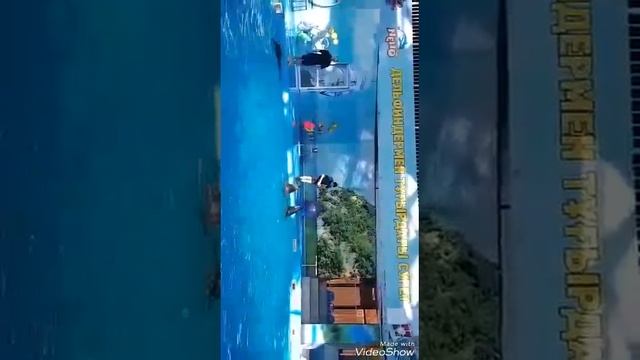 ПРЕДСТАВЛЕНИЕ В ДЕЛЬФИНАРИИ ! Show in Dolphinarium смотреть онлайн