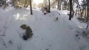 Фалаза 07.01.2018