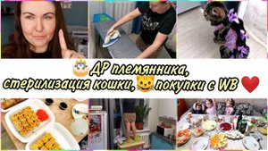 VLOG: ДР племянника. Обновила декор на кухне. Классные покупки с WILLDBERIES.Джесси стерилизована!
