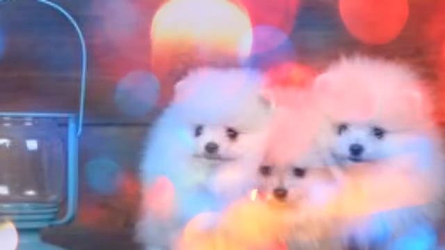 милые шпица смотреть онлайн