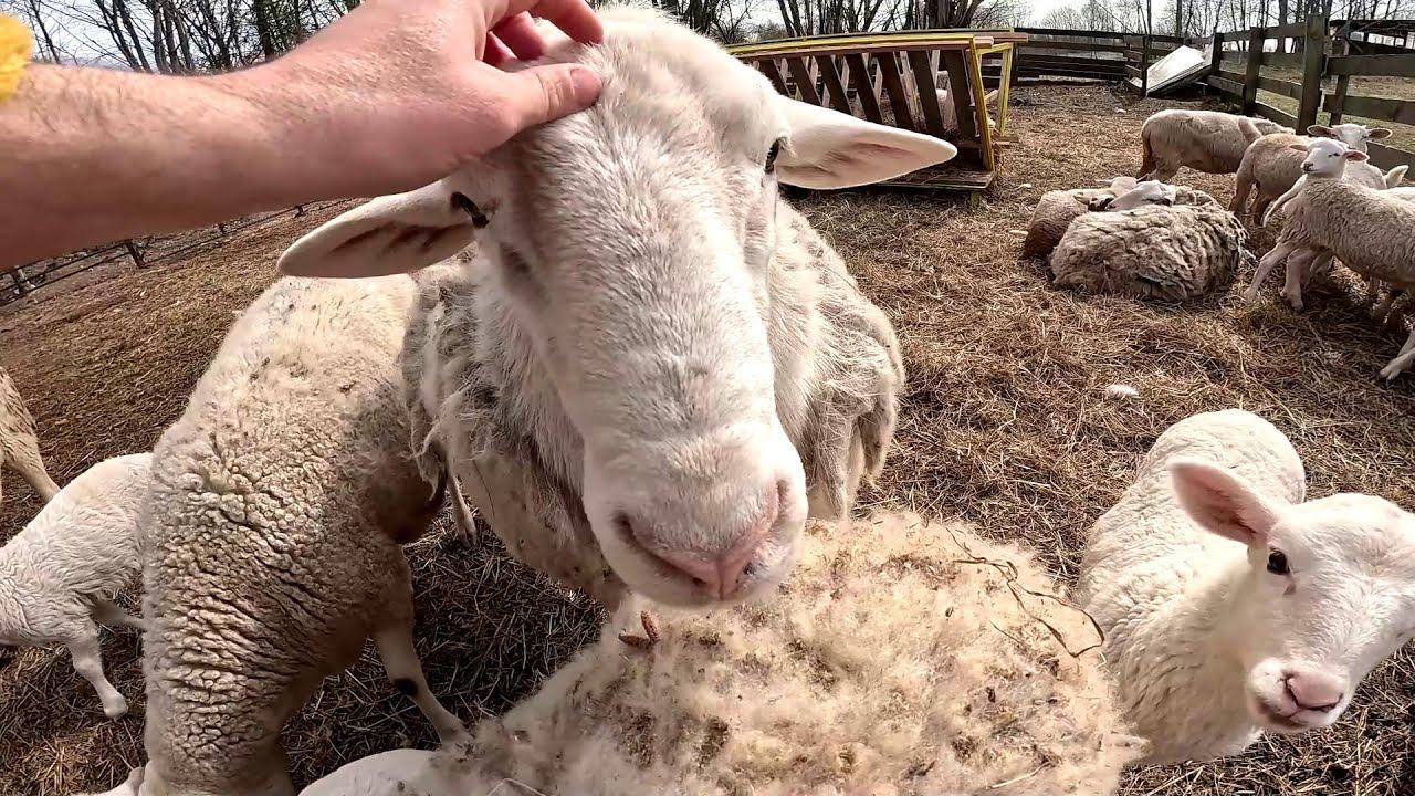 Тут работает бригада бобров ! С ним что-то стало ! ХУТОР В ЛЕСУ №665