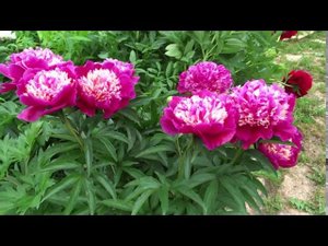 Пион СПИФФИ Paeonia SPIFFY: обзор, описание, цветение, отзыв