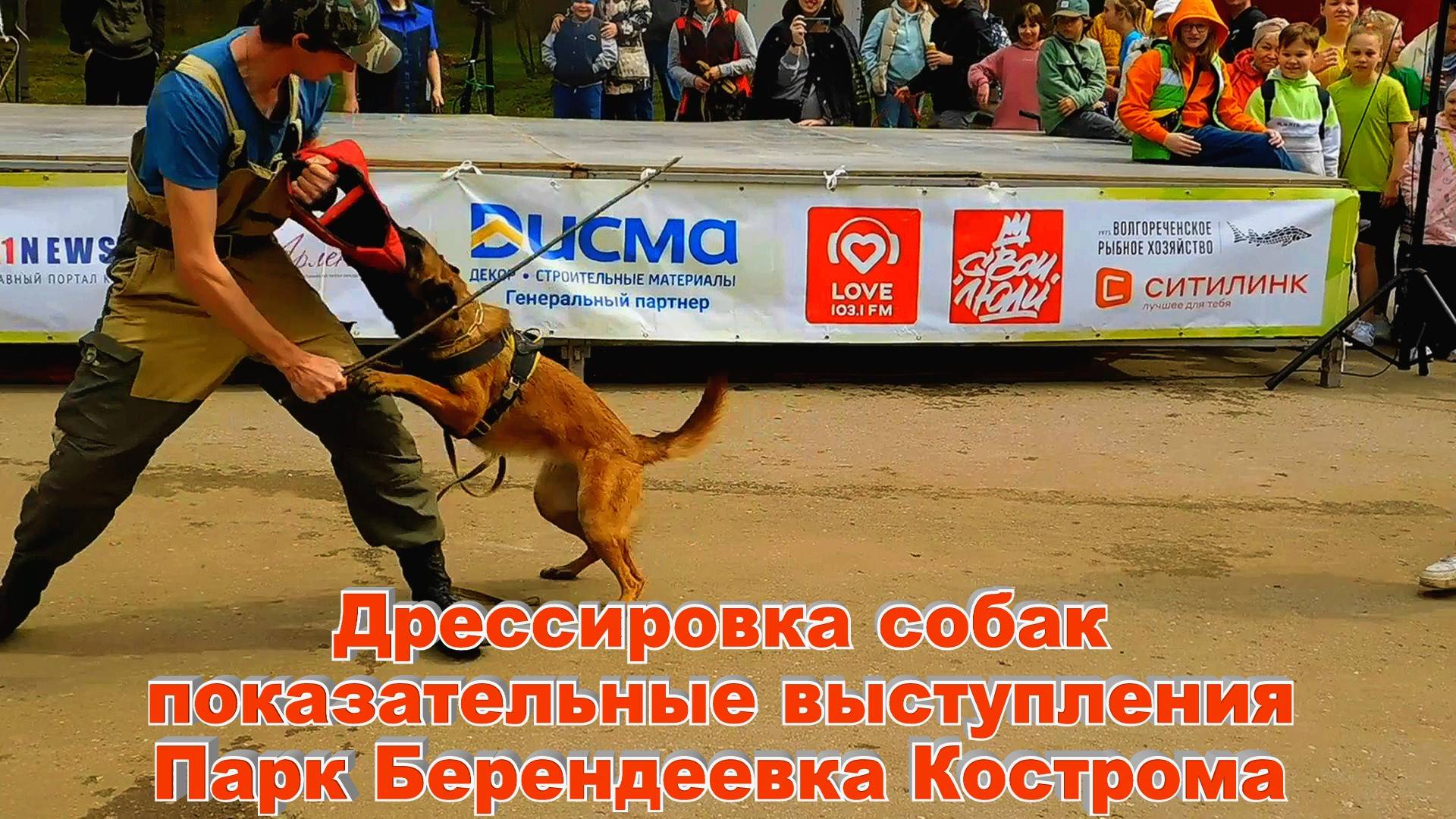 Дрессировка собак Показательные выступления Костромского клуба собаководства