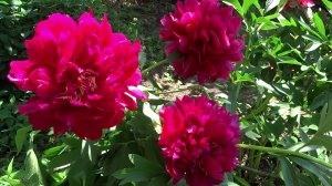 Пион Корифей / Peony Luminaries - Сад на Волхове