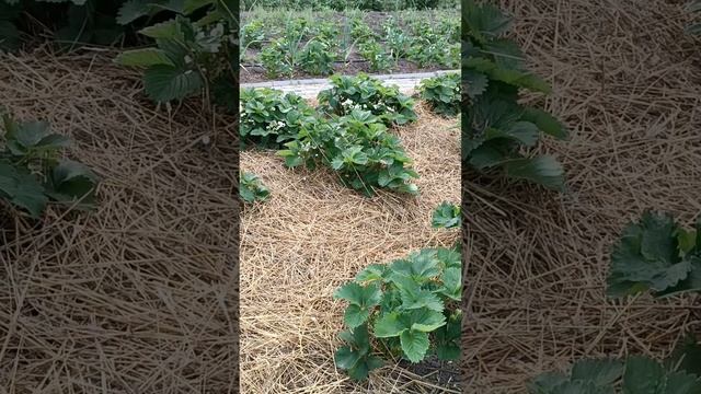 Уход за клубникой во время цветения. как добиться хорошего урожая. смотреть онлайн