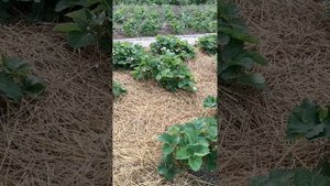 Уход за клубникой во время цветения. как добиться хорошего урожая.