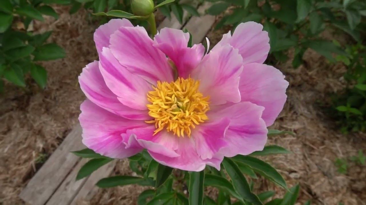 Китайский Сюрприз - Самойленко С.2023г смотреть онлайн