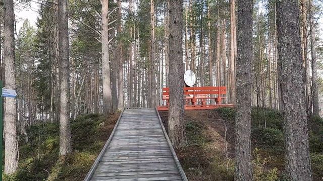 Утро в заповеднике. смотреть онлайн