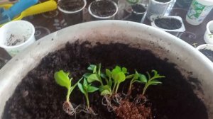 Последние пересадки растений в квартире