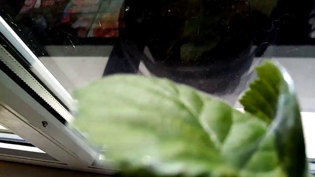 ежевика (Blackberry) чёрная магия, клещ - паутинка зимой в доме.