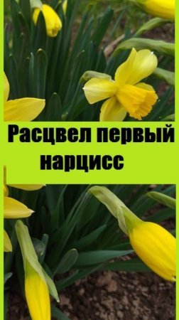 Расцвел самый первый нарцисс, затяжная весна не радует цветами!