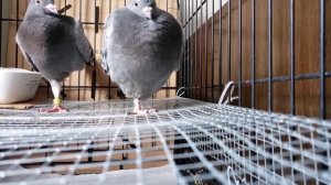 Pigeons doing YOGA or pretending to be a Flamingo