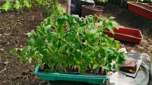 Томаты мученики дождались пересадки! Выношу рассаду в теплицу.