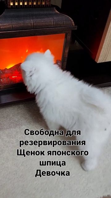 питомник Цунени Катцу японский шпиц смотреть онлайн