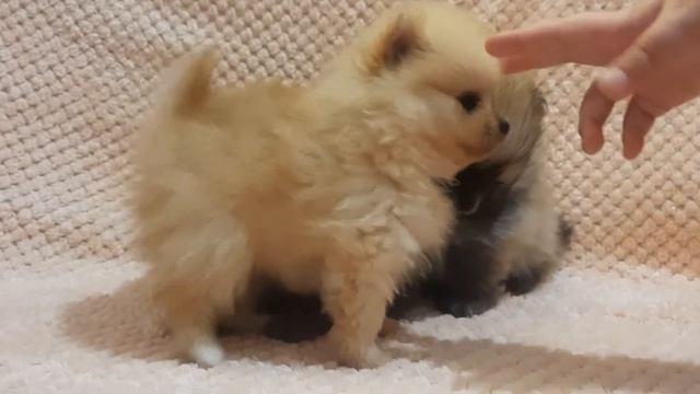 Щенки Померанского шпица,  д.р. 7.10.22, с документами,  питомник "Батуриян Хилл'с ", Хабаровск смотреть онлайн