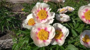 Пион Афина (Athena), A.Saunders, 1955,