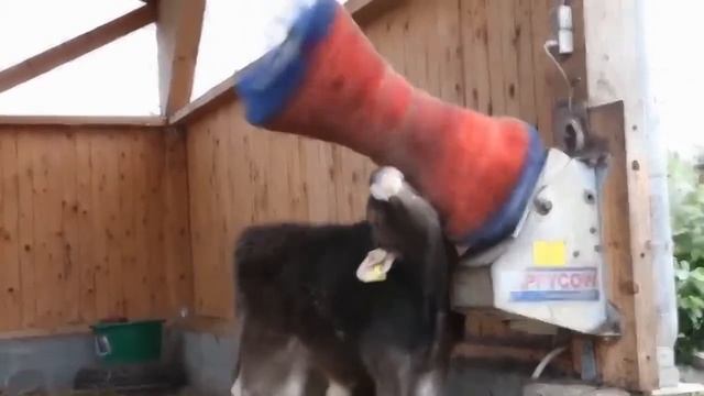 Чисалкалар сигирларни сут махсулдорлигини 5% оширади смотреть онлайн