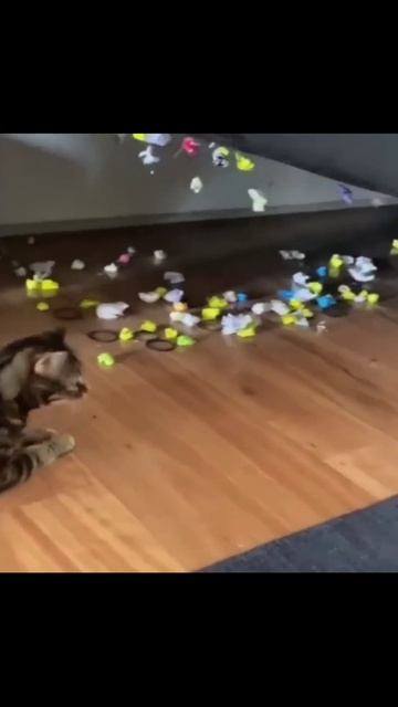 Котики (25) смотреть онлайн