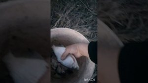 Бешеный клёв густеры в заливе р.Кама РТ.