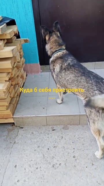 Хвост в руках Собачьи истории #приколы #животные #собаки смотреть онлайн