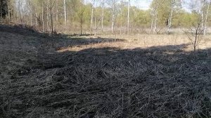 25.04.2025.Ляховский лес. Балаговский лес. Домодедово. Прогулка по лесу. Обзор реки Востеша. Часть 2