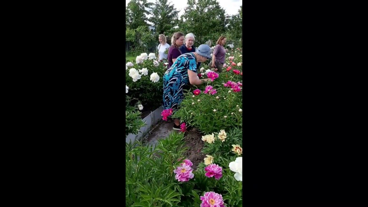 Посещение сада Васильева Ивана Яковлевича в 2024г членами содружества Отечественных пионов России смотреть онлайн