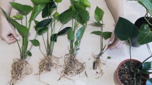 🌿Подарили Антуриум, а в нем Торфяной стаканчик. Надо удалить 🤔🌿