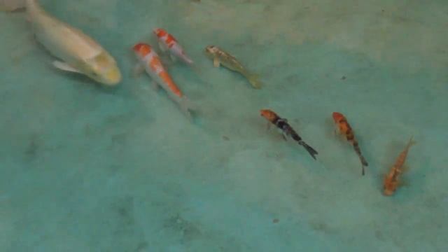 разноцветные красавцы смотреть онлайн