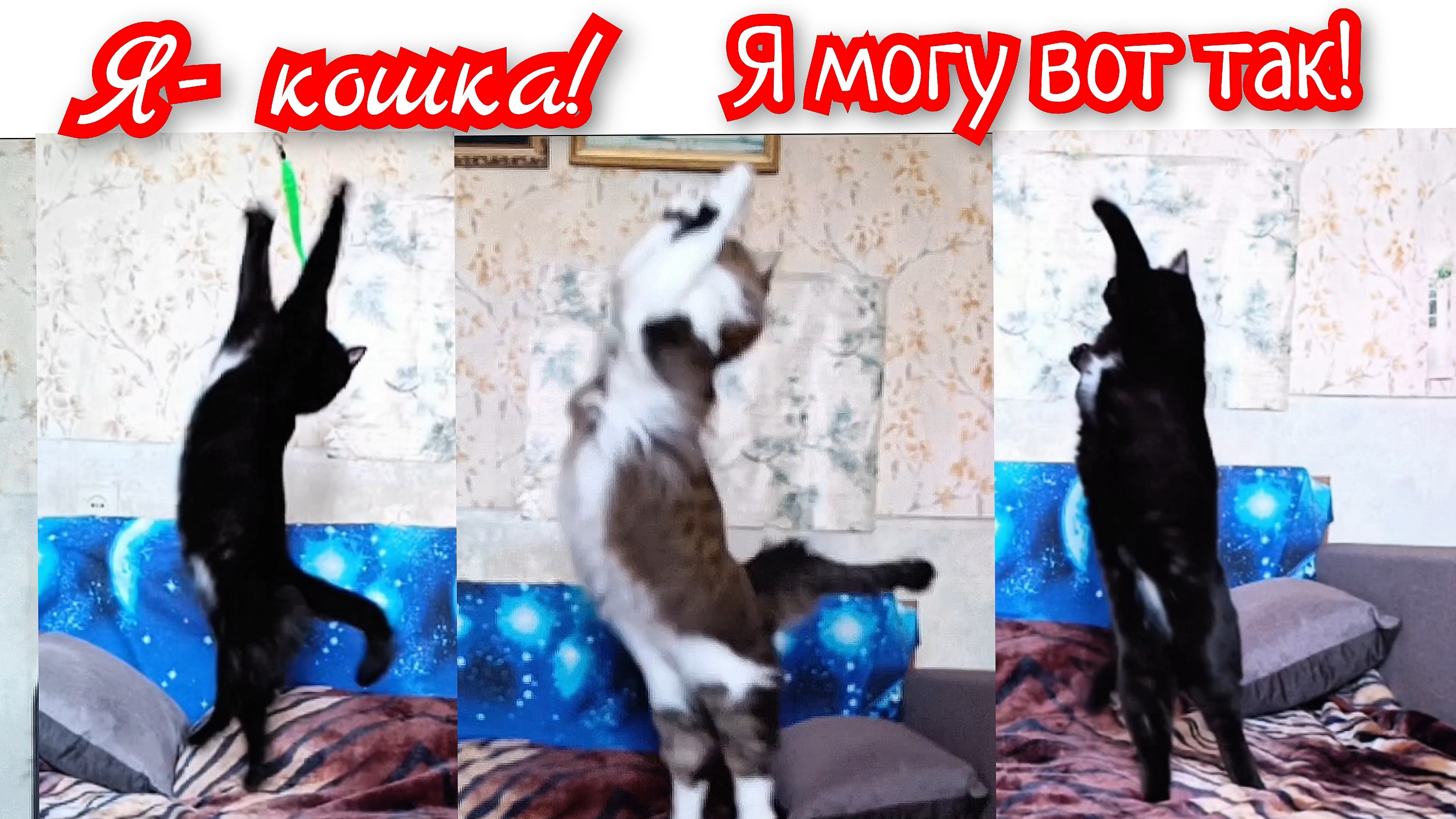 Я - КОШКА! Я МОГУ ВОТ ТАК! ВАУ! Прыжки кошки в замедленной съёмке.