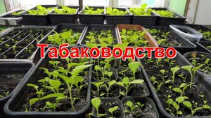 Обзор рассады Курительного Табака.