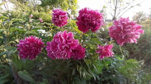 Пион СИНДБАД / Paeonia SINBAD - ОБЗОР, ОПИСАНИЕ, ЦВЕТЕНИЕ, ОТЗЫВ