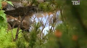 Гора Говерла