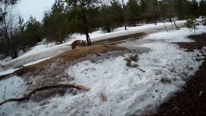 РАСТАЯЛ СНЕГ СТАФФОРД СТУПАЕТ НА ЗЕМЛЮ