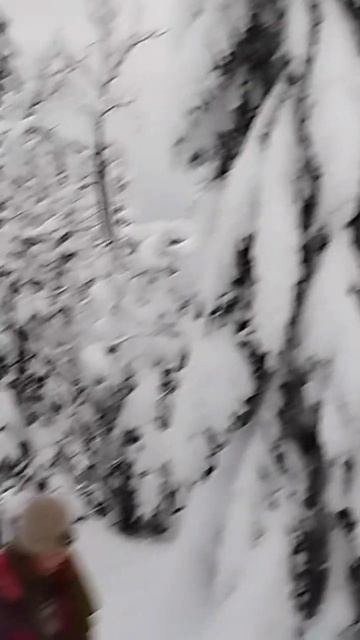 Дивный лес Урала