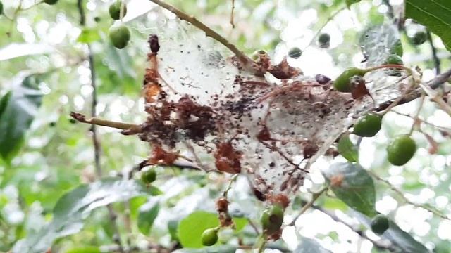 @ Tiuning Multiwan T-4, 2000 tent production Multivan A4 смотреть онлайн