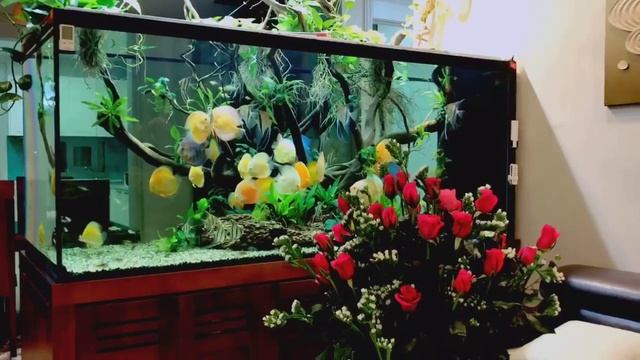 Discus Romance ❤️ Red Roses and gorgeous Discus and Set Up смотреть онлайн