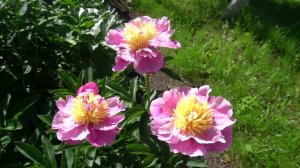 Пион » Фантазия - Fantazyi   Скакодуб  Л. А. 2014