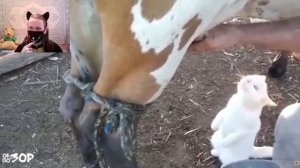 Песенки Про Машины - Обзор на Позор / РЕАКЦИЯ НА САНТЕХНИКА